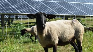Romanian Parliament paves the way for dual use, including renewables, of agricultural land and pastures